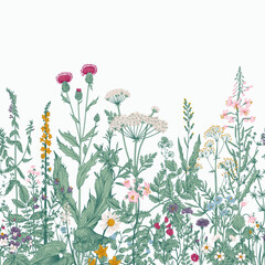 Vector seamless floral border. Herbs and wild flowers. Botanical Illustration engraving style. Colorful - 550828705