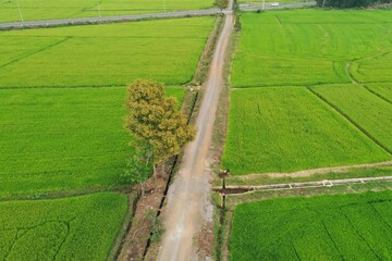 rice field