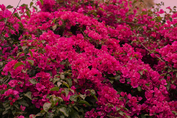 Bougainvillea plant with viva magenta colored leaves. Nature in trendy color palette. Tropical floral background and texture. 