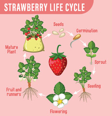 Life cycle of strawberry diagram