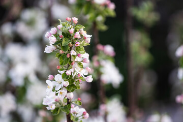 the tree is blooming in the garden