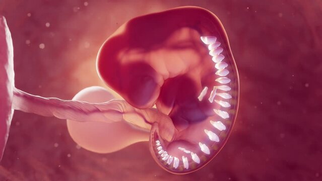 3d rendered medical animation of a 6 week old embryo's vertebra