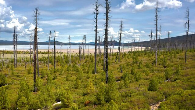 Flying above burnt trees of Deschutes National Forest towards Davis Lake, Oregon