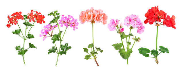 Selection of different geranium varieties, transparent background - obrazy, fototapety, plakaty