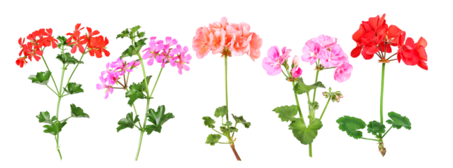 Selection of different geranium varieties, transparent background