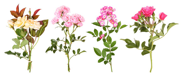 Selection of different rose flowers, transparent background