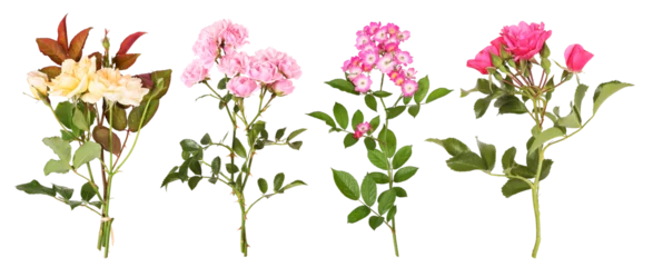 Gordijnen Selection of different rose flowers, transparent background © Marina Lohrbach