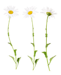 White marguerites from different sides, transparent background