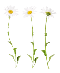 Poster White marguerites from different sides, transparent background © Marina Lohrbach