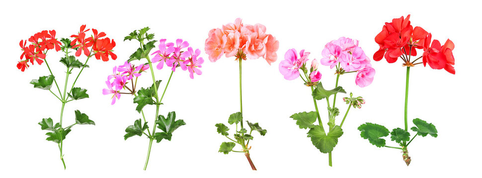 Selection of different geranium varieties, transparent background