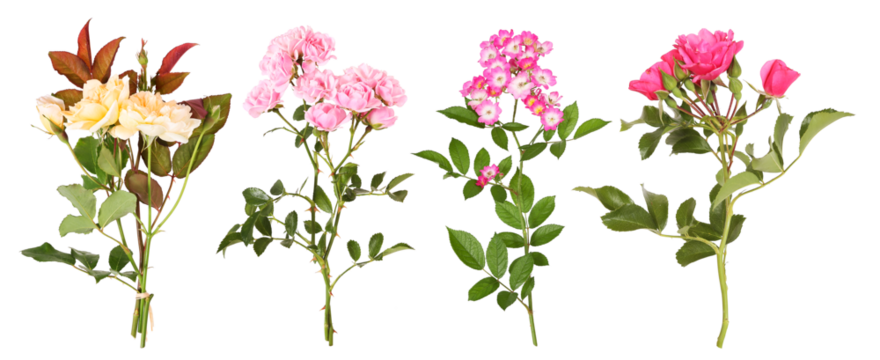 Selection of different rose flowers, transparent background - Powered by Adobe