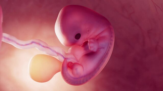 3d rendered medical animation of a 7 week old fetus inside the womb
