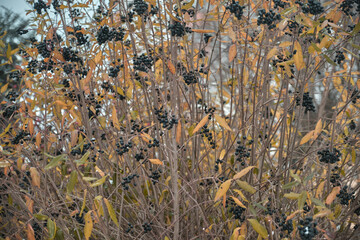 Black berries under snow in winter Natural background