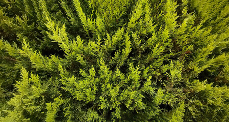Natural frn, branches of green arborvitae. selective focus