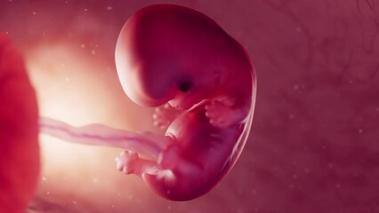 3d rendered medical animation of an 8 week old embryo in the womb