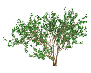 3d render : Tree plant with foliage isolated on white background, PNG transparent for graphic resources