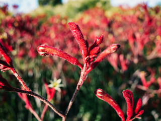 Red kangaroo paw flower