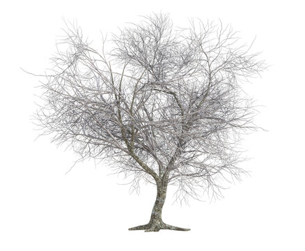3d render : Tree trunk without leaves, PNG transparent for graphic resources