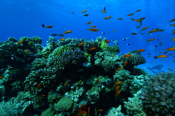 Fototapeta na wymiar Underwater World. Coral fish and reefs of the Red Sea.Underwater background.Egypt 