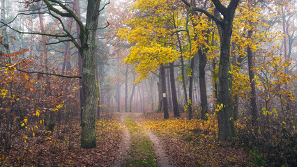 Piękne złote liście późną jesienią w Polskim leśnym Parku Narodowym