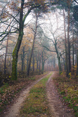 Mglisty poranek p&oacute;źną jesienią w podwarszawskim Kampinoskim Parku Narodowym