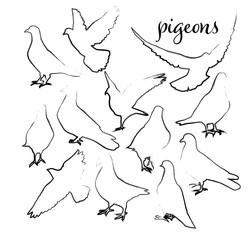 Dove of peace in simple drawing. Set of doves with brush line. Vector illustration