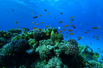 Fototapeta na wymiar Underwater World. Coral fish and reefs of the Red Sea.Underwater background.Egypt 