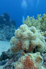 Fototapeta na wymiar Colorful coral reef at the bottom of tropical sea, pulsating xenid coral, underwater landscape
