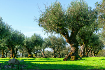 old olive groves showing thick tree trunks