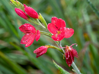 Hesperantha coccinea flowers on a frosty morning