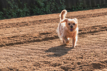 dog running across the worked land of a field
