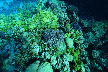 Underwater World. Coral fish and reefs of the Red Sea.Underwater background.Egypt	
