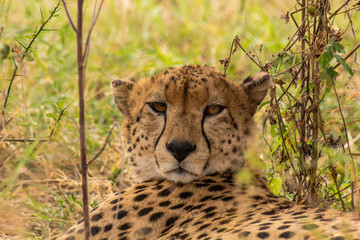 Cheetah in Serengeti National Park
