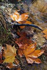 leaf detail showing fallen autumn leaves
