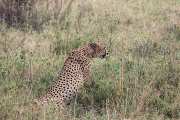 Cheetah in Serengeti National Park