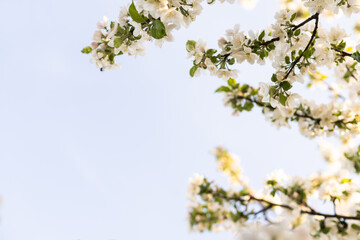 Fototapeta premium White flowers bloom in the trees. Beautiful blooming garden on a sunny day