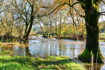 garden of trees showing their autumn colours