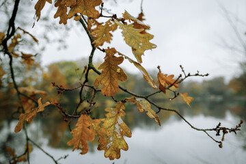 autumn leaves against blue sky