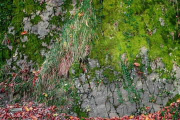 Fototapeta premium Autumn forest landscape with rocks covered with autumn vegetation and moss. High cliffs under a blue cloudy sky. Autumn in the mountains. Autumn view of the mountains.