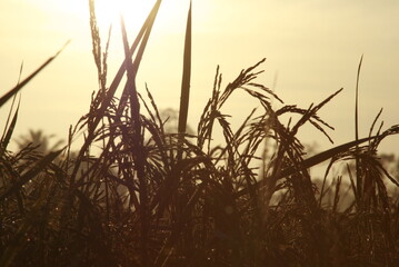 Rice Field-12