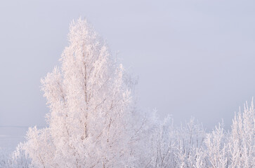 Snow-covered lonely tree on a frosty winter day