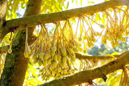 When The Durian Flower Comes Out, The Eggplant Phase Can Be Seen With Morning Light In The Durian Garden, In The Eastern Part Of Thailand