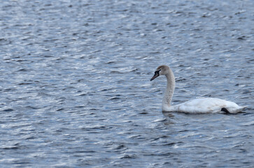 White swan floating on the water