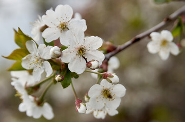Obraz premium Close-up of white apple blossom in early spring