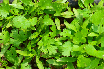green and fresh cilantro (coriander) growing in vegetable garden. Coriander leaves in vegetables garden for health, food and agriculture concept. Organic coriander leaves background.