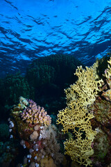 Naklejka na ściany i meble Underwater World. Coral fish and reefs of the Red Sea.Underwater background.Egypt 