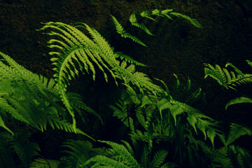 Green fern leaves. Forest, nature, botanical background