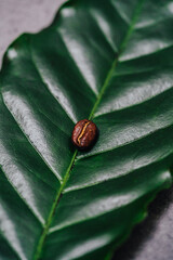 close up of a green coffee leaf with a roasted coffee bean on it on stone background