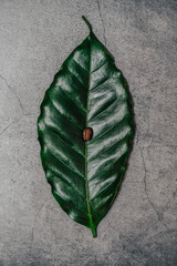 green coffee leaf with a roasted coffee bean on it on stone background