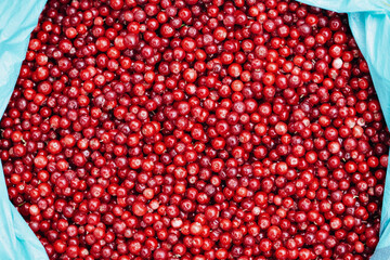 Cranberry in a blue bag. Hand picked. View from above. Magenta Red background.